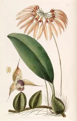 Bulbophyllum Eberhardtii or Bulbophyllum Longiflorum (as syn. Cirrhopetalum Thouarsii)